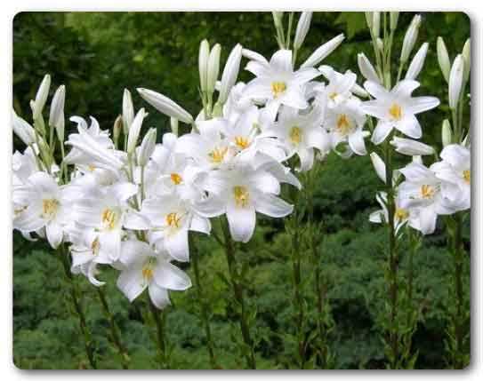  Madhya Pradesh State flower, Madonna lily, Lilium candidum